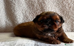 Shih Tzu dogs for sale: ♥️ Adorable Shih Tzu Puppies FoR sALe ♥️ - Image 15
