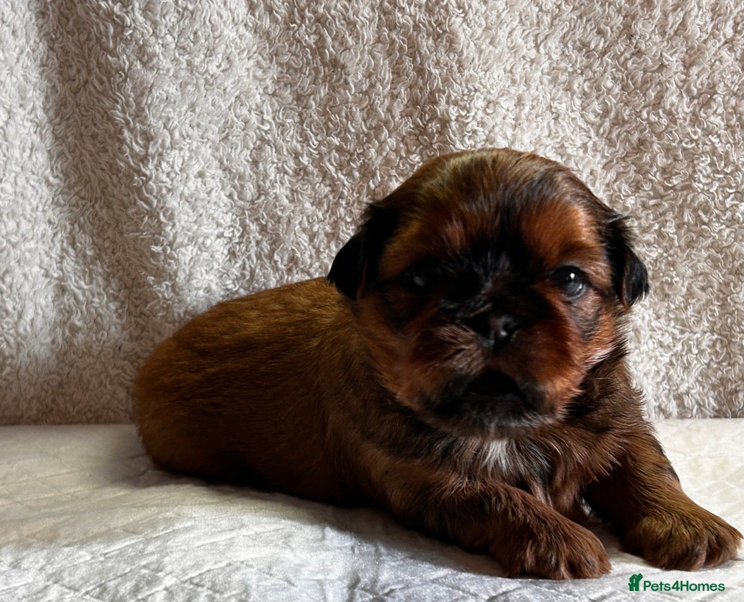 Shih Tzu dogs for sale: ♥️ Adorable Shih Tzu Puppies FoR sALe ♥️ - Image 15