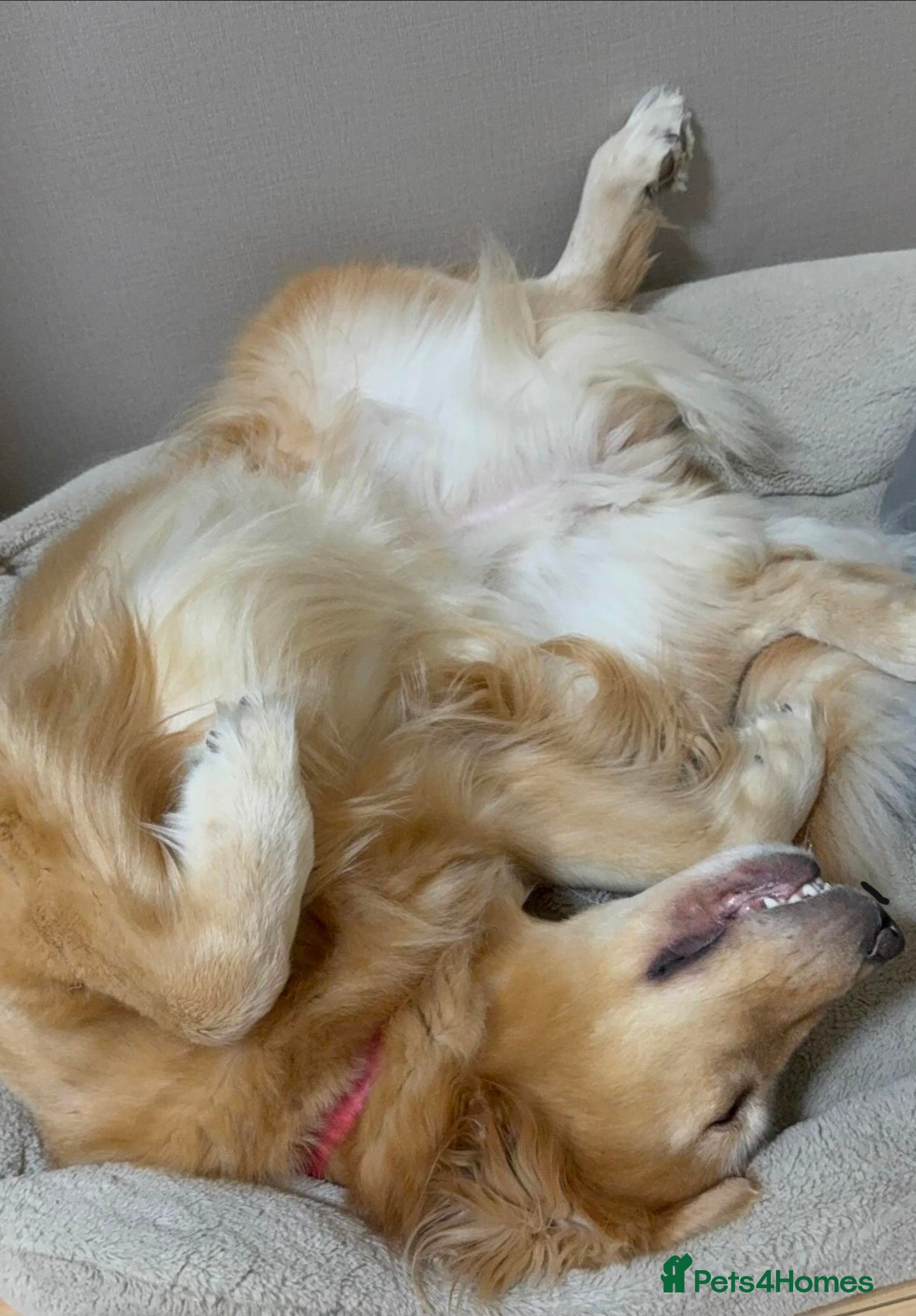 Golden Retriever dogs Loving Golden Retriever - Advert 1