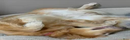 Golden Retriever dogs for sale: Loving Golden Retriever - Advert 1