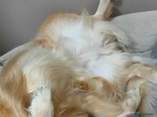 Golden Retriever dogs Loving Golden Retriever - Advert 12