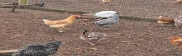 Chickens poultry for sale: Hybrid hens for sale - Advert 5
