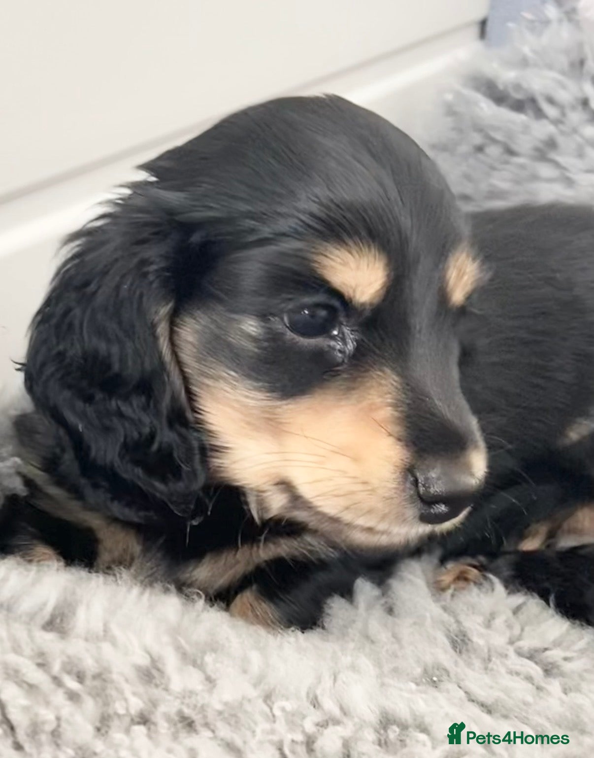Dachshund dogs KC Reg, Health Tested Mini Long Haired Dachshunds  - Advert 2