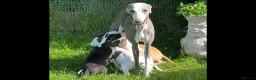 Whippet dogs for sale: Whippet puppy’s  in Beaworthy - Advert 1