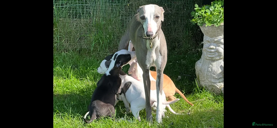Whippet dogs for sale: Whippet puppy’s  in Beaworthy - Advert 1