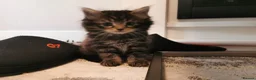 Mixed Breed cats for sale: Absolutely stunning kittens looking for a new home - Advert 13