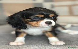 King Charles Spaniel dogs for sale: Beautiful cavalier puppies  - Image 23