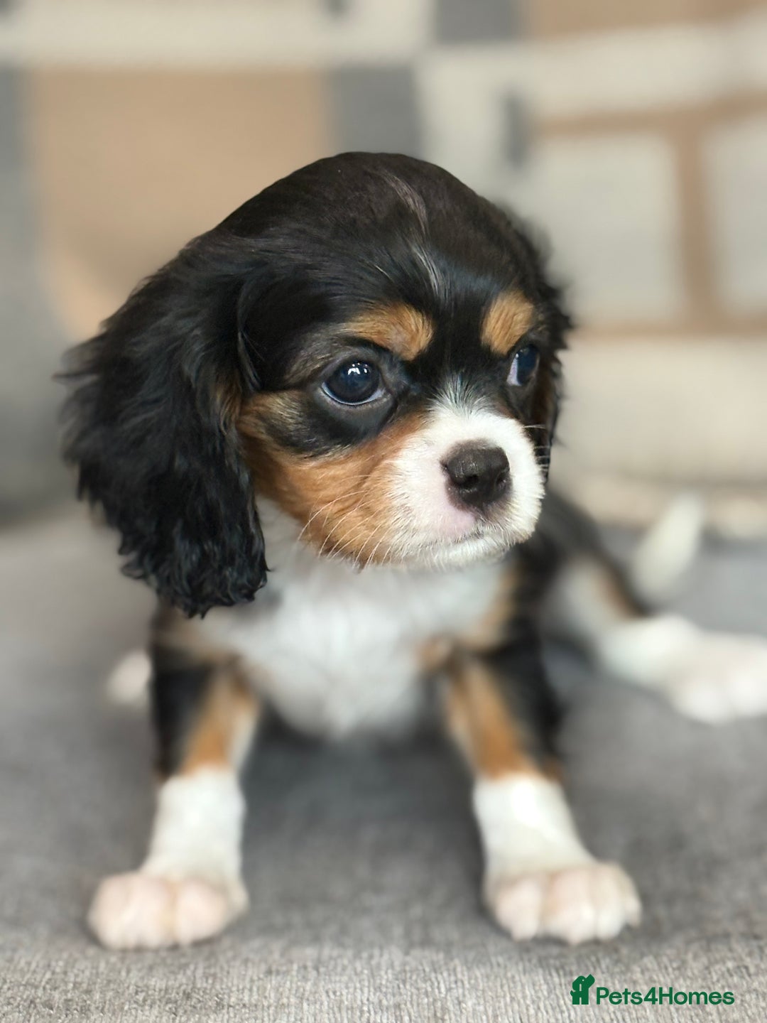 King Charles Spaniel dogs for sale: Beautiful cavalier puppies  - Image 23