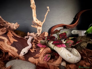 Python Snake reptiles Royal python Black Pastel Spotnose Clown - Advert 3