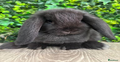 Mini Lop rabbits - Advert 7