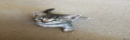 Bengal cats for sale: Beautifully marked Bengal cross kittens. - Advert 8