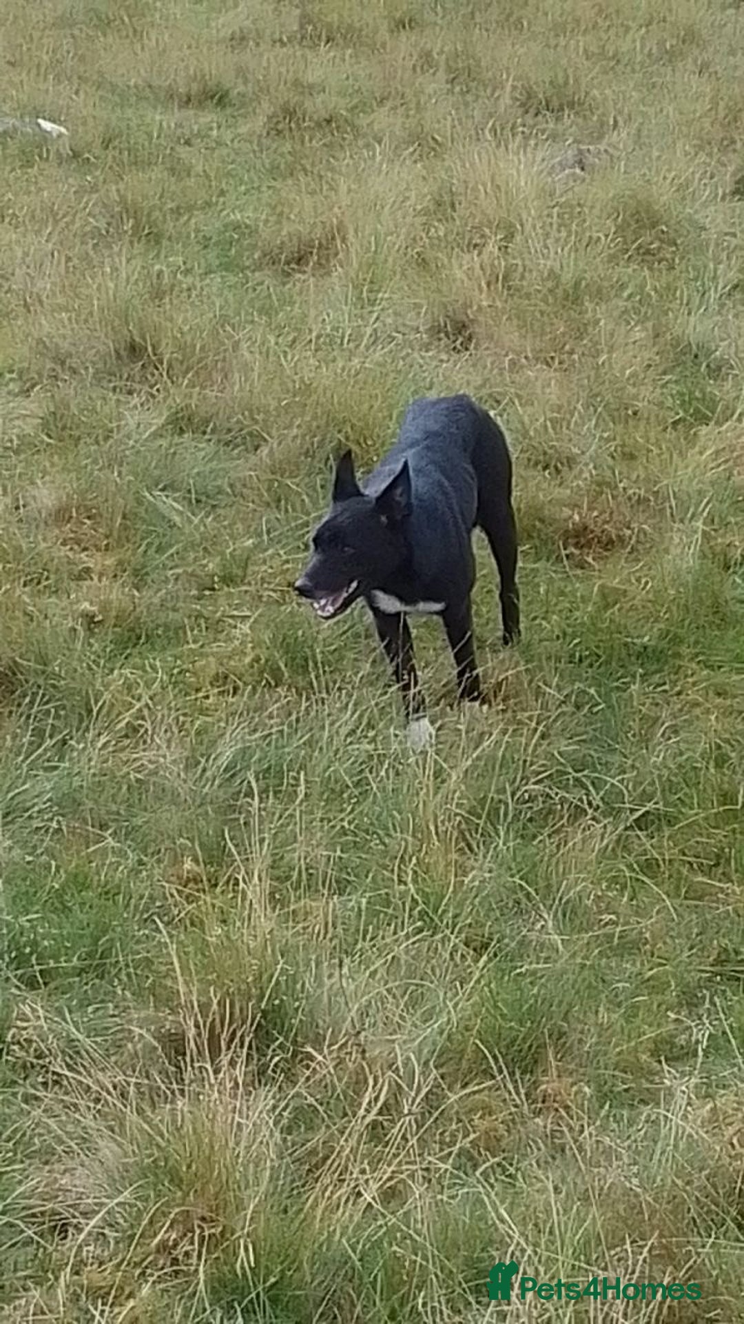 Border Collie dogs for sale: Three collie boys for sale  - Advert 5