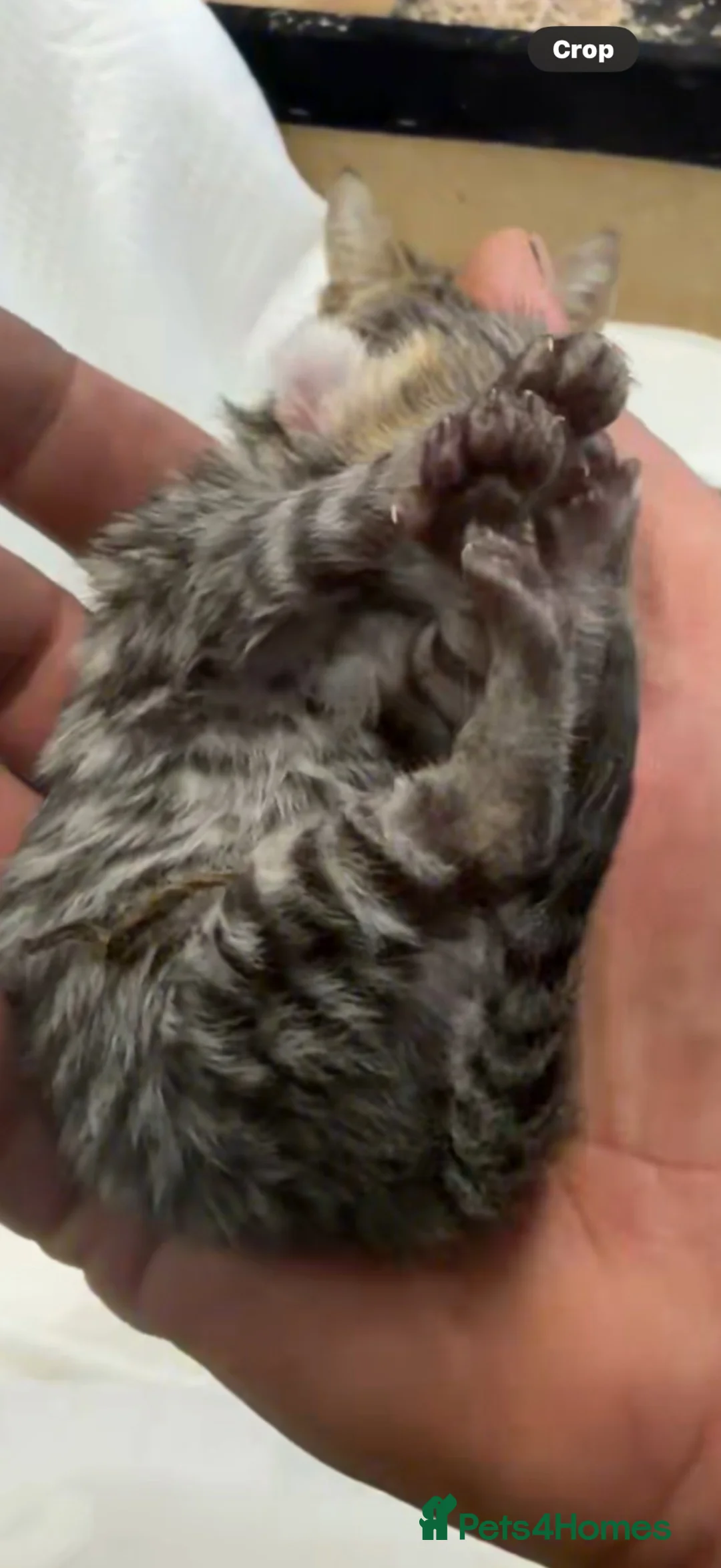 Mixed Breed cats for sale: Kittens - Advert 5