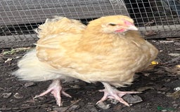 Chickens poultry for sale: 2 x Buff Orpington Cockerels - Image 2