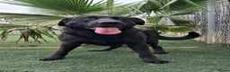 Mixed Breed dogs for adoption: Meet Rey ❤️ 🐾 - Advert 1