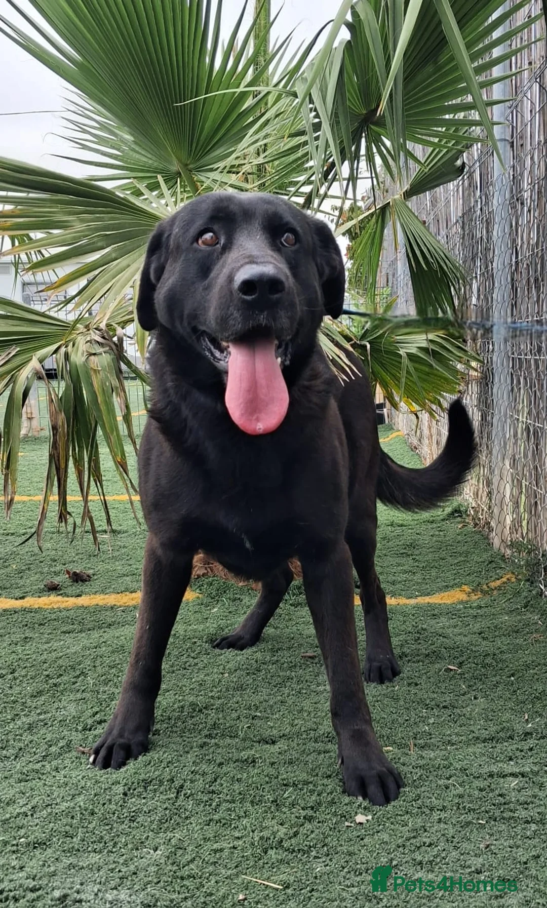 Mixed Breed dogs for adoption: Meet Rey ❤️ 🐾 - Advert 1