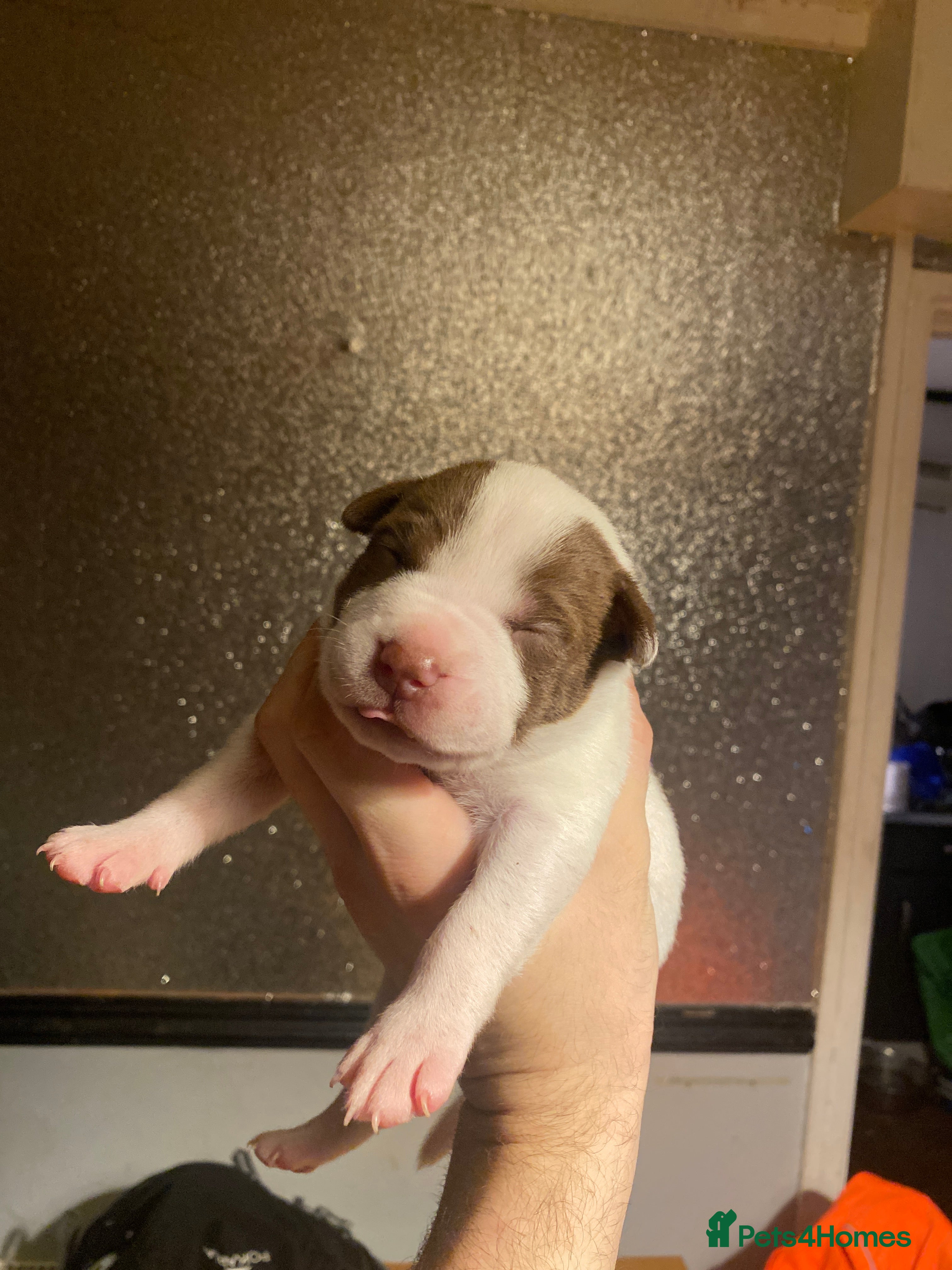 Mixed Breed dogs I have five pups for sale - Advert 3
