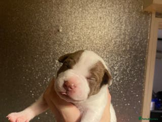 Mixed Breed dogs I have five pups for sale - Advert 18