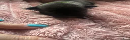 Staffordshire Bull Terrier dogs for sale: Beautiful black litter  in Warrington - Advert 6