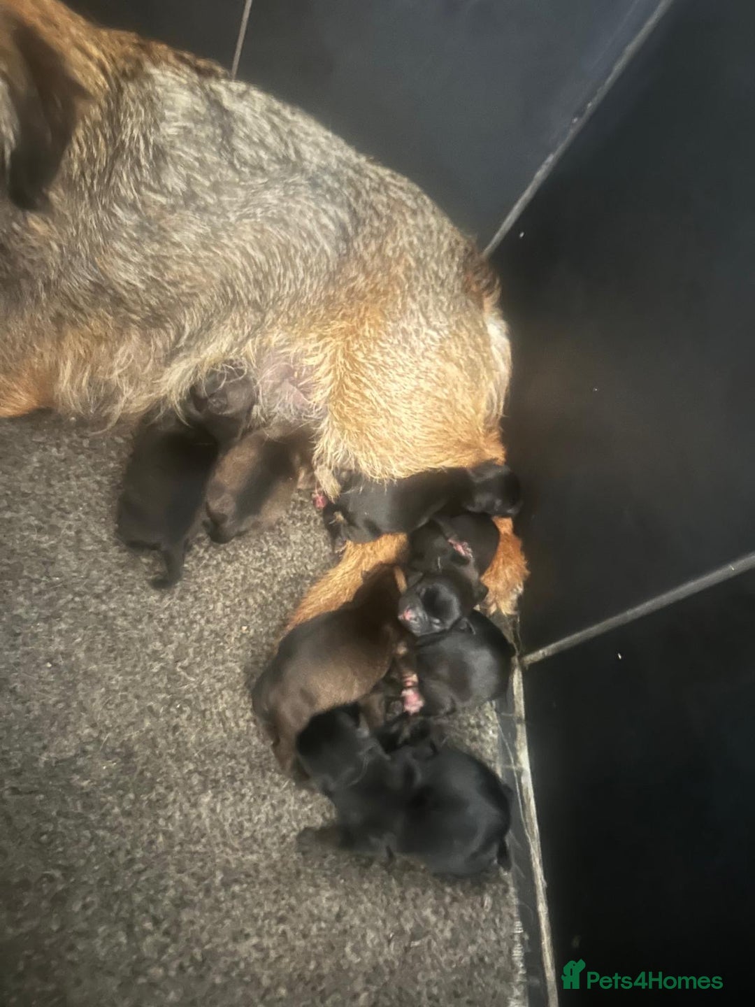 Border Terrier dogs for sale: 6 Beautiful border terrier pups - Image 9