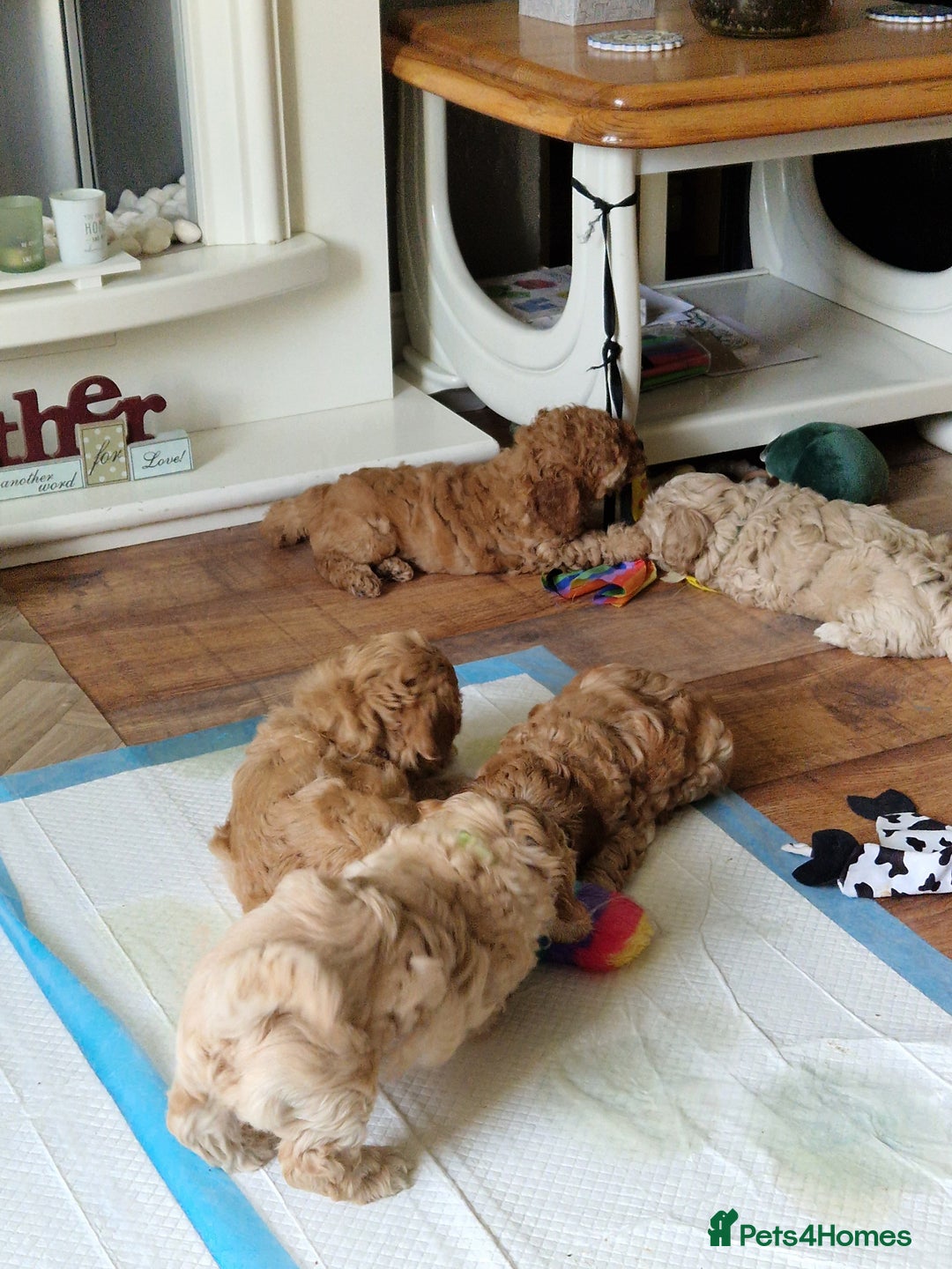 Cavapoo dogs for sale: 5* Beautiful cavapoo puppies 🐶 in Swansea - Image 25