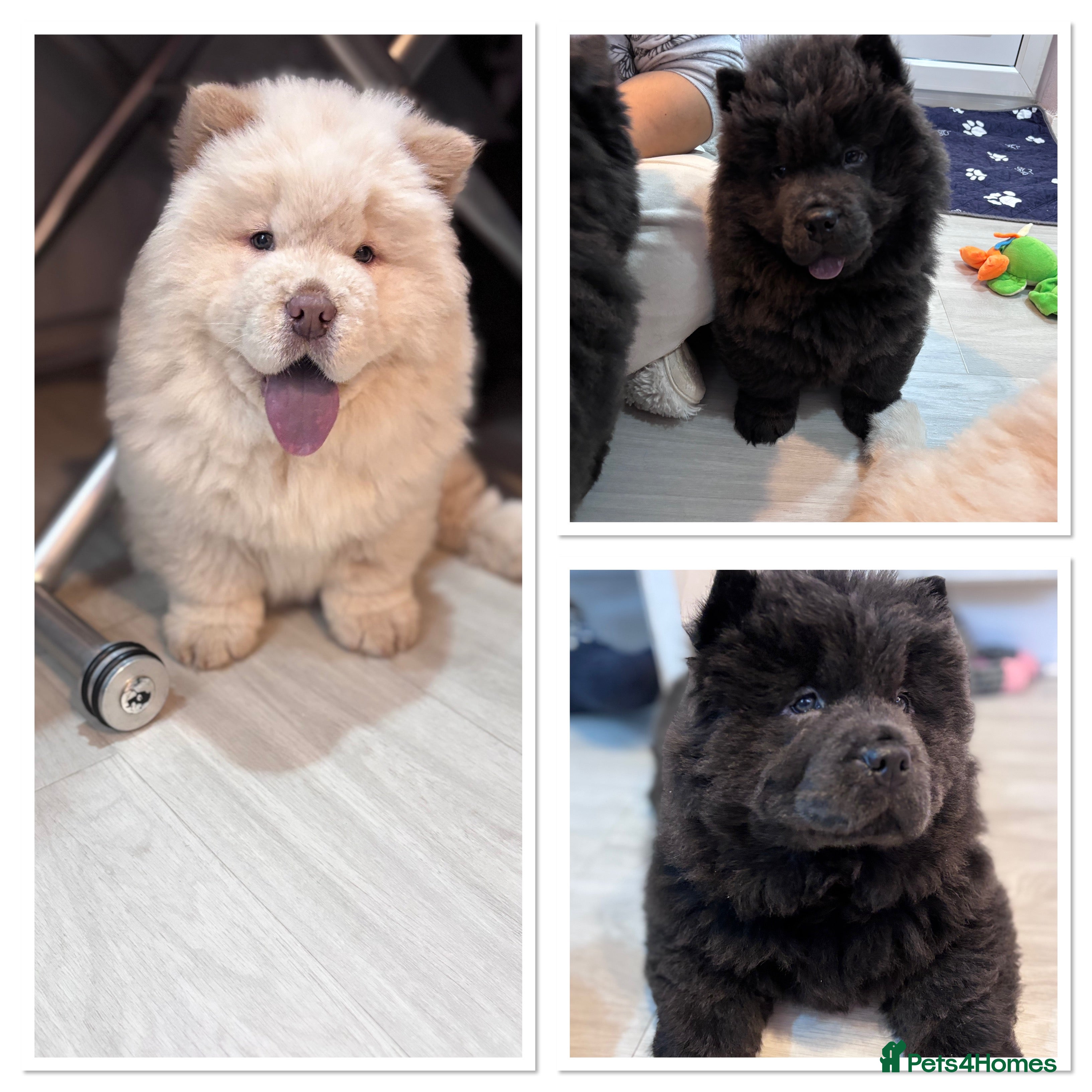 Chow Chow dogs Blue and Cream carry Tan ChowChow puppies  - Advert 13