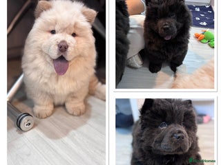 Chow Chow dogs Blue and Cream carry Tan ChowChow puppies - Advert 13