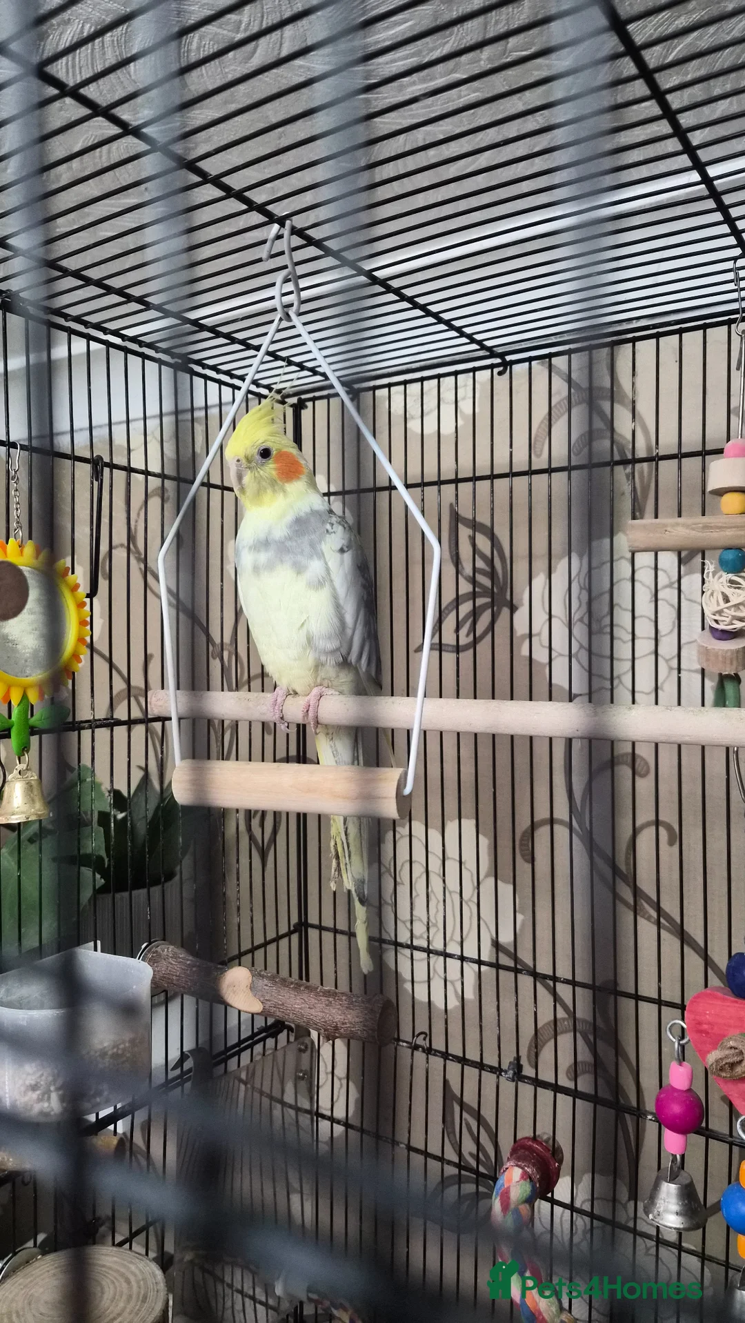 Cockatiels birds for sale: Pair of cockatiels  in Bridlington - Advert 2