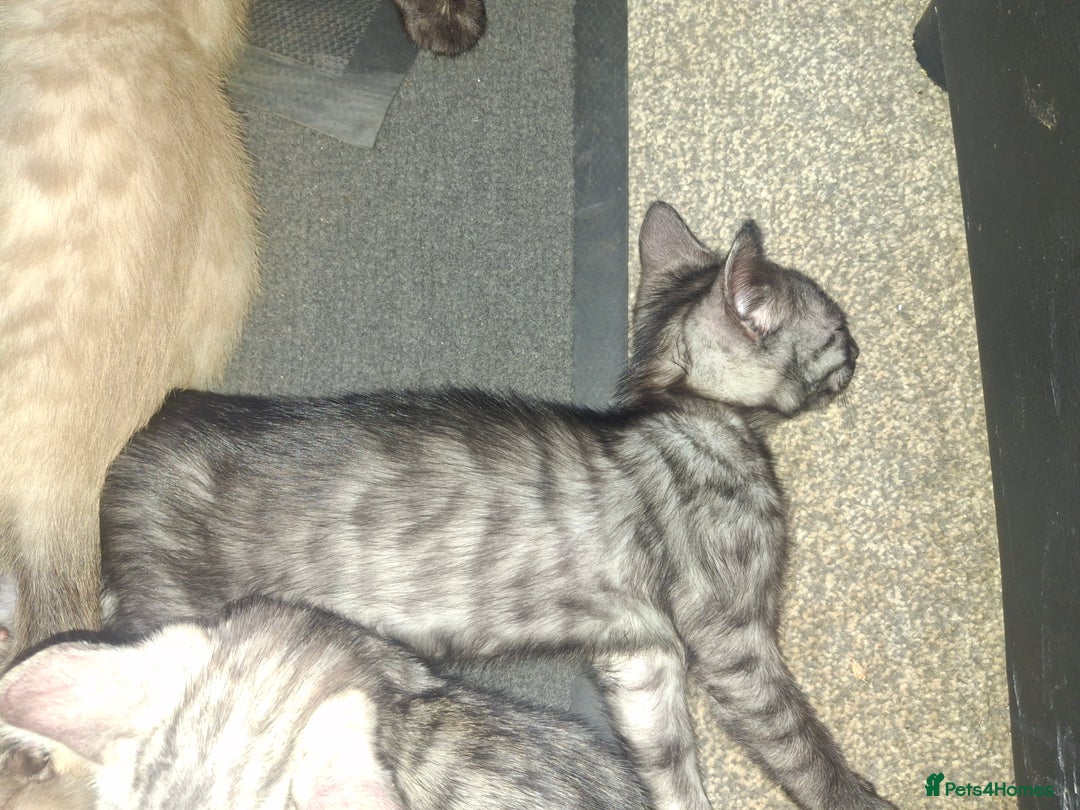Bengal cats for sale: SOLD  last bengal boy ready now  - Image 2