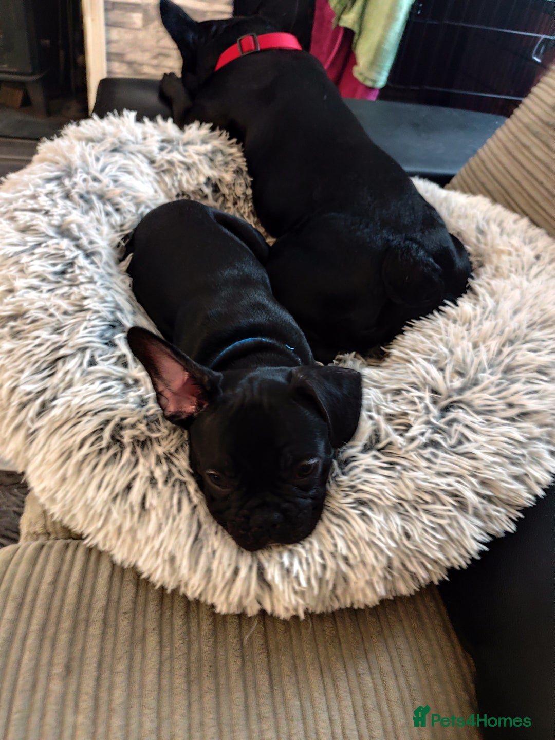 French Bulldog dogs for sale: French bulldog puppy READY TO LEAVE NOW - Advert 12