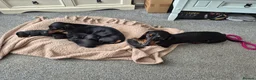 Dachshund dogs for sale: Beautiful Miniature Dachshunds  - Advert 12