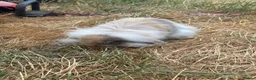 Mixed Breed rabbits for sale: Rehoming bunny  in Hatfield - Advert 5