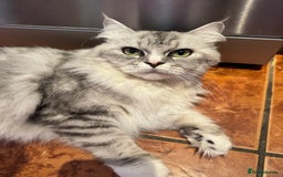 Maine Coon cats for sale: Ciri  - Image 12