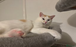 Ragdoll cats for sale: Beautiful ragdoll  - Image 8
