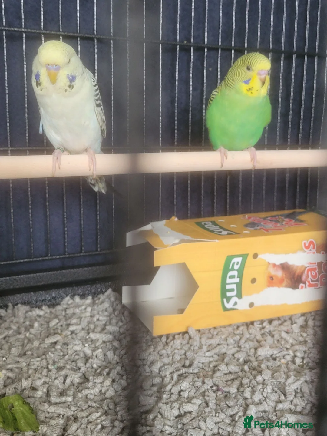 Budgerigars birds for sale: X2 baby Budgies £30 each - Advert 2