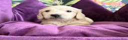 Miniature Dachshund dogs for sale: KC Reg, Health Tested Mini Longhaired Puppies  - Advert 8