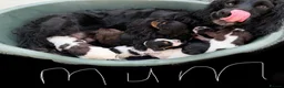 Cocker Spaniel dogs for sale: 8 cocker spaniel pups - Advert 9