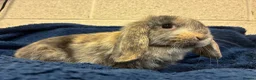 Mini Lop rabbits for sale: Mini Lop Bunnies in Mansfield - Advert 2