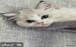 Ragdoll cats for sale: Stunning Seal lynx bicolour pedigree ragdoll girl - Image 9