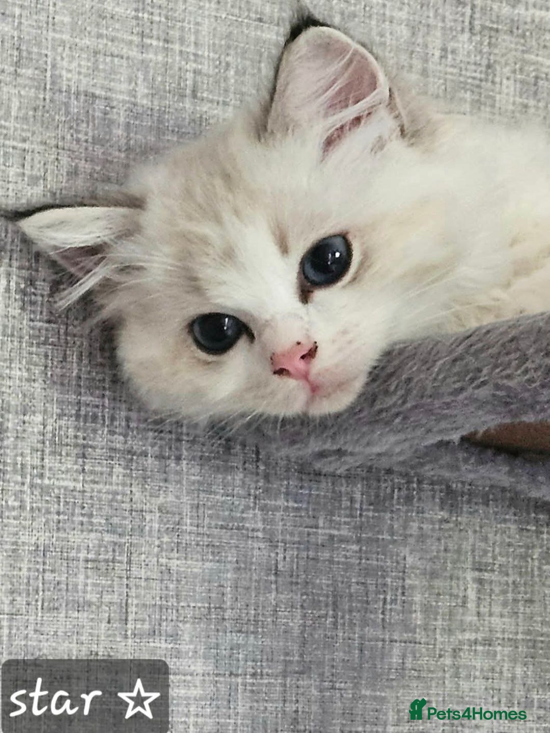 Ragdoll cats for sale: Stunning Seal lynx bicolour pedigree ragdoll girl - Image 9