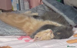 Norwegian Forest Cat cats for sale: Norwegian Forest Cat X Scottish Straight Kittens - Image 10