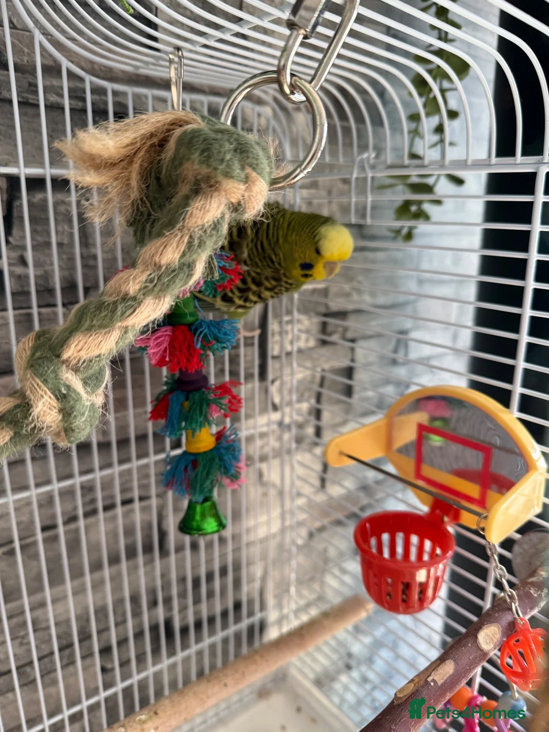 Budgerigars birds for sale: Budgies  - Advert 6