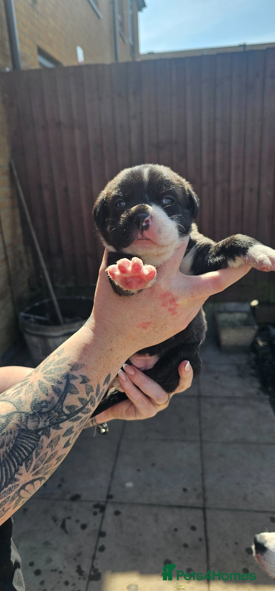 Mixed Breed dogs Puppies  - Advert 1