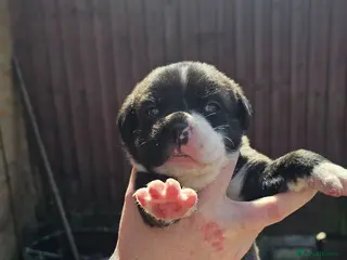 Mixed Breed dogs Puppies - Advert 1