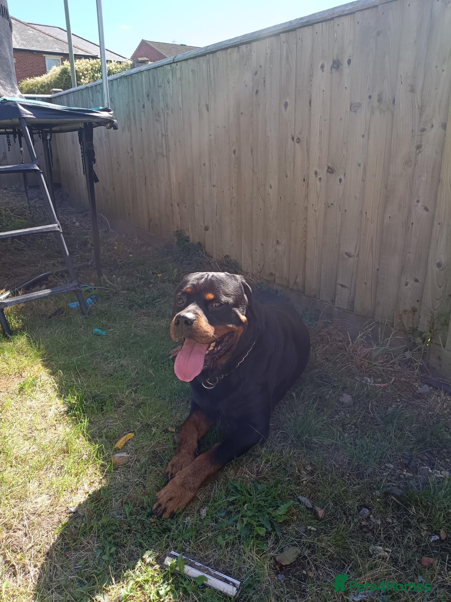Rottweiler dogs Rottweiler puppies  - Advert 1