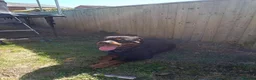 Rottweiler dogs for sale: Rottweiler puppies  - Advert 1