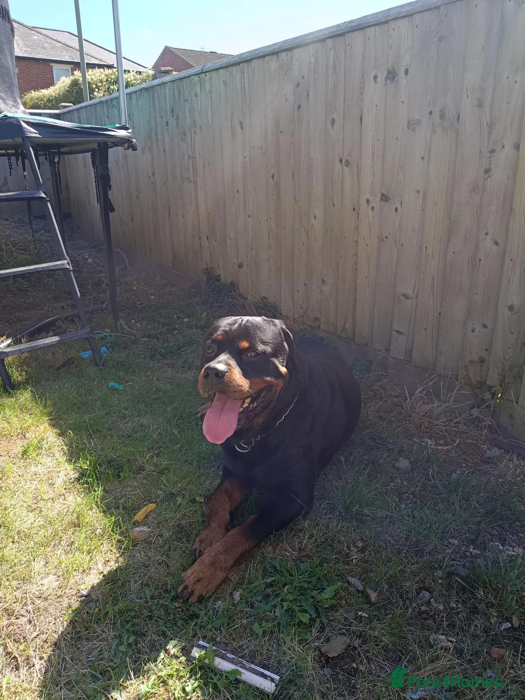 Rottweiler dogs for sale: Rottweiler puppies  - Advert 1