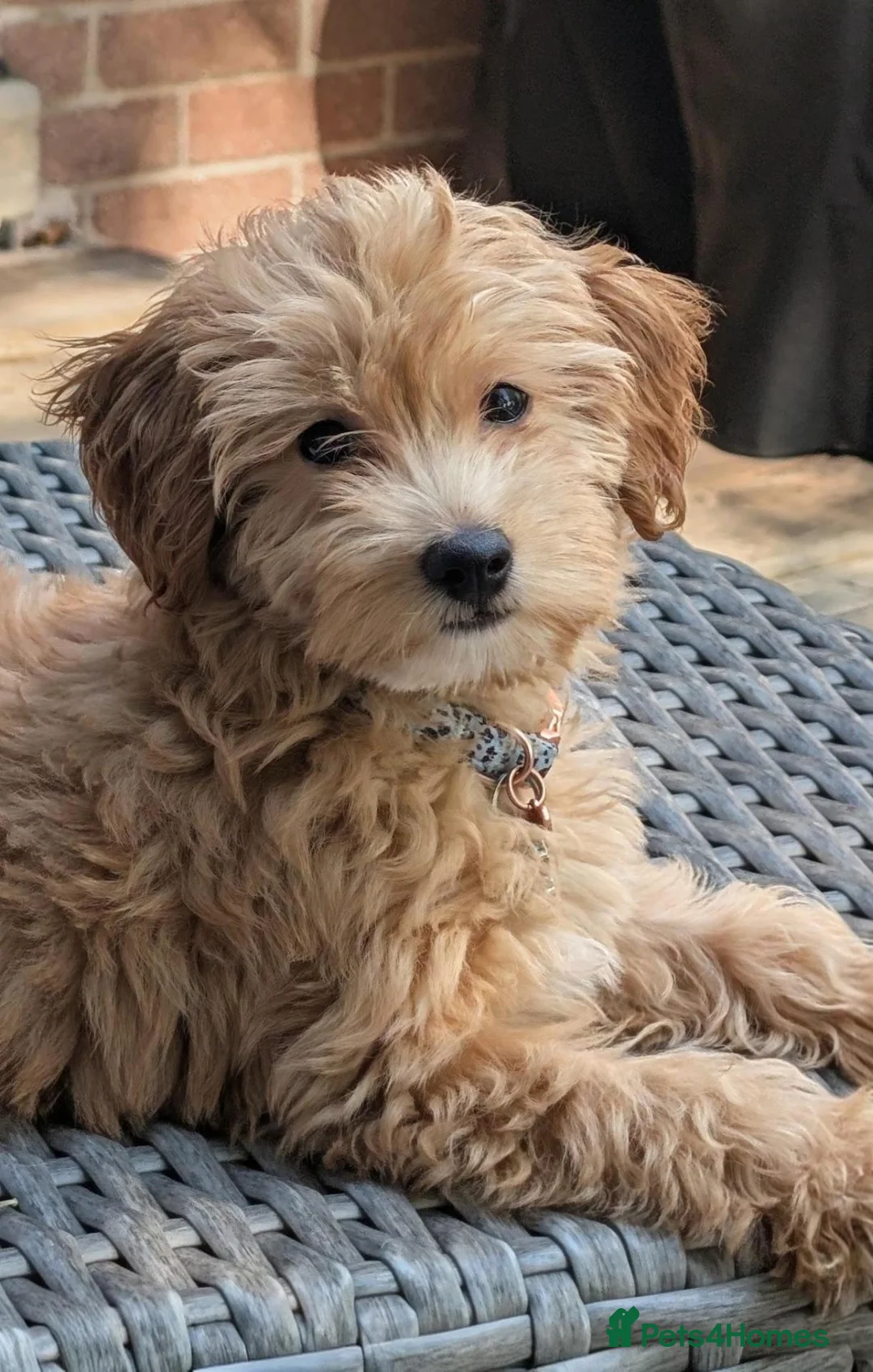 Maltipoo dogs for sale: Teddy our Golden Maltipoo looking for a good home in Bournemouth - Advert 6