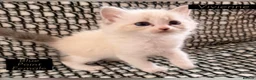 Ragdoll cats for sale: 💫 EXQUISITE RAGDOLL KITTENS  - Advert 10