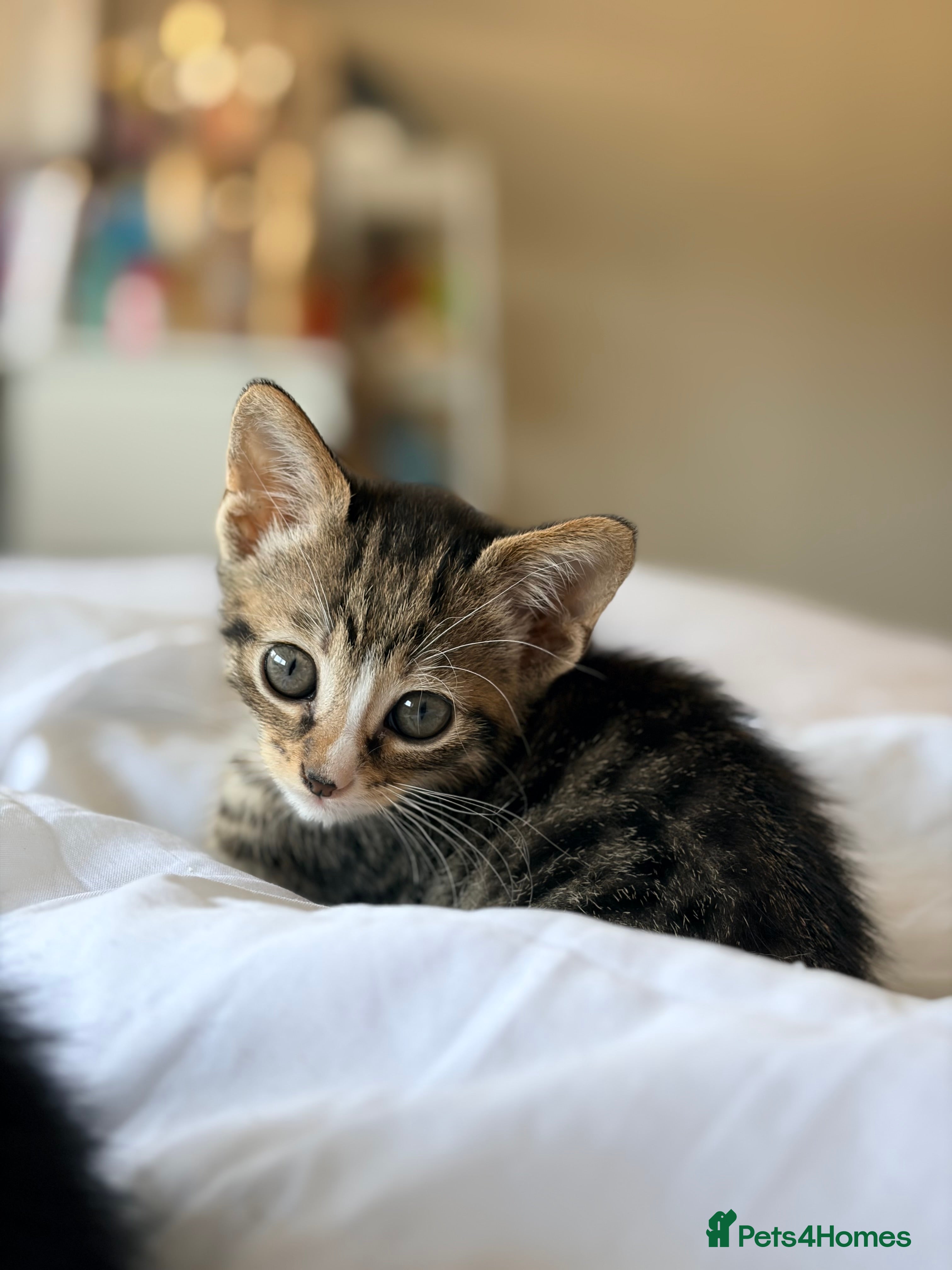 Mixed Breed cats 3 tabby kittens for sale - Advert 6